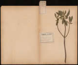 Daphne Mezereum - Bois joli, plante prélevée à Athies (Somme, France), à Fourques sur un rideau boisé, 30 avril 1888