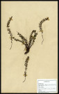 Asplenium trichomanes, famille non identifée, plante prélevée à Cherré (Sarthe, France), zone de récolte non précisée, en avril 1969