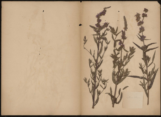 Lythrum Salicaria, plante prélevée à [Lieu inconnu], n.c., [1889-1891]
