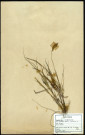 Carex Arenaria, famille des Cyperacées, plante prélevée au Crotoy (Somme, France), près de La Maye, en juin 1969