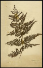 Polystichum Dilatatum, famille non identifée, plante prélevée à Boves (Somme, France), à l'étang Saint-Ladre, en mai 1969