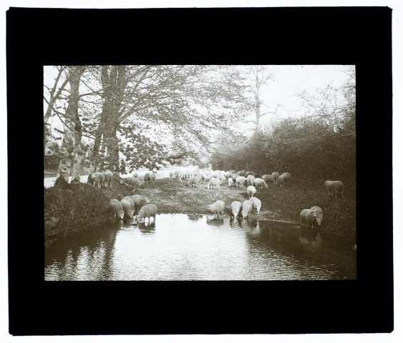 Moutons à Saint-Martin-au-Bosq - Seine-Inférieure