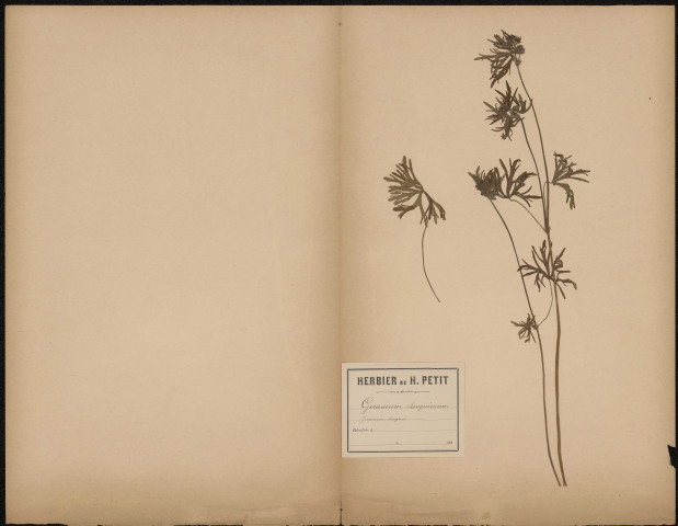Geranium Sanguineuum, geranium sanguin, plante prélevée à [Lieu inconnu], n.c., [1887-1889]