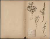 Linaria Minor, plante prélevée à Amiens (Somme, France), à Saint-Maurice près de la citadelle, 8 août 1888