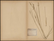 Juncus Effusus, plante prélevée à Longueau (Somme, France), dans les marais, 23 juin 1889