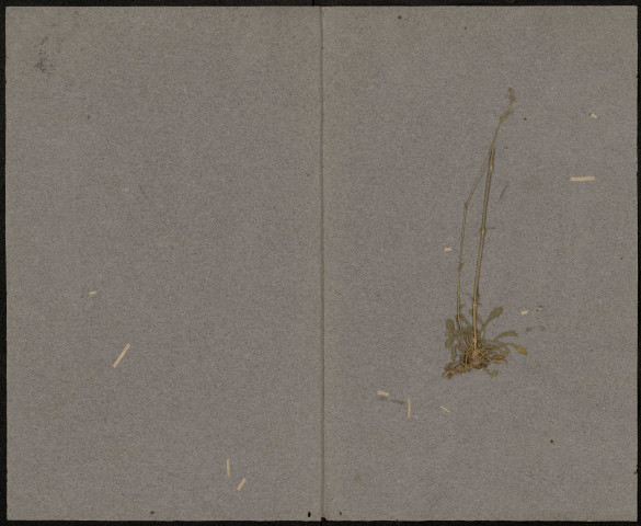 Caltha Palustris, plante prélevée à Amiens (Somme, France), dans les marais de Longpré, juillet 1889