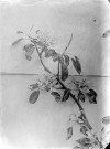 Composition florale : une branche de poiriers en fleurs