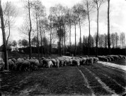 Paysage rural : un troupeau de moutons