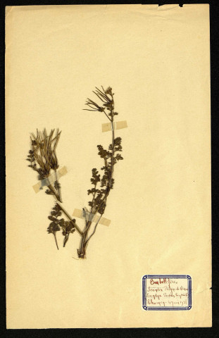 Scandix Pectem venouste (Scandix Peigne de Vénus), famille des Ombellifères, plante prélevée à Dromesnil (Chemin), 4 juin 1938