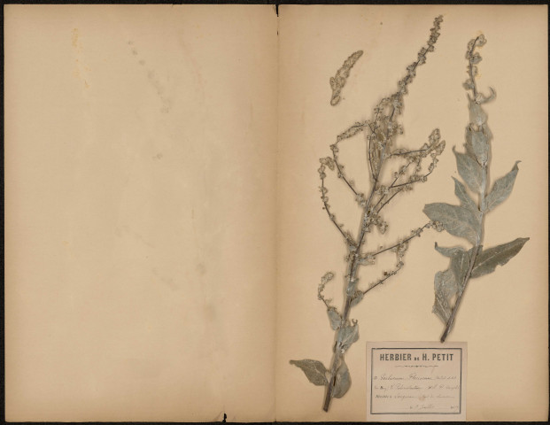 Verbascum Floccosum, plante prélevée à Longueau (Somme, France), au le bord d'un chemin, 3 juillet 1889