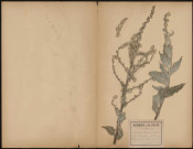 Verbascum Floccosum, plante prélevée à Longueau (Somme, France), au le bord d'un chemin, 3 juillet 1889