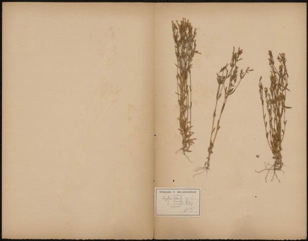 Erythera littoralis, Gentianées, plante prélevée à Saint-Quentin-en-Tourmont (Somme, France), n.c., [1889-1891]