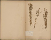 Erythera littoralis, Gentianées, plante prélevée à Saint-Quentin-en-Tourmont (Somme, France), n.c., [1889-1891]