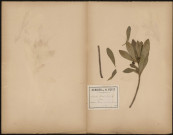 Daphne Laureola - Garou, plante prélevée à Hermes (Oise, France), dans la fôret de Clermont (forêt de Hez-Froidmont), 6 mai 1889