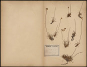 Armeria Maritima, plante prélevée à Saint-Valery-sur-Somme (Somme, France), sur la digue, 16 juillet 1889