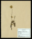 Ranunculus Bulbosus, famille des Renonculacées, plante prélevée à La Chaussée-Tirancourt (Somme, France), au Camp César, en mai 1969