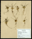 Carex Serotina, famille des Cypéracées, plante prélevée à Sorrus (Pas-de-Calais), zone de récolte non précisée, en juin 1969