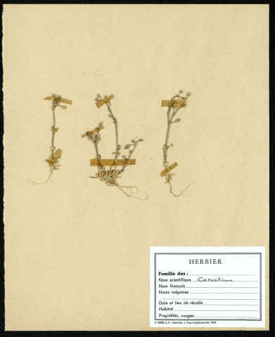Cerastium, famille non identifée, plante prélevée au Crotoy (Somme, France), près de La Maye, en 1969