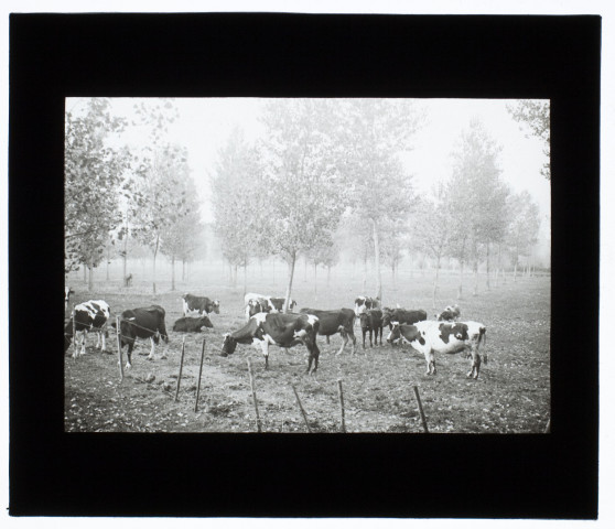 Marais de Boves - octobre 1912