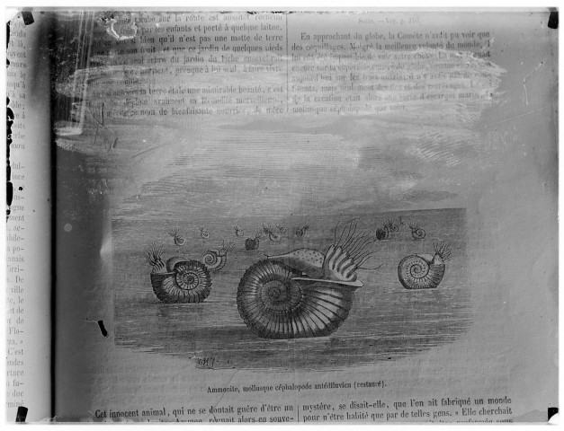 Ammonite, mollusque céphalopode antédiluvien (restauré)