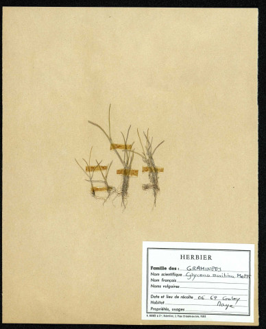 Glycéria Maritima Metk, famille des Graminées, plante prélevée au Crotoy (Somme, France), près de La Maye, en juin 1969
