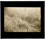 Marais de Fouencamps fleurs blanches - octobre 1931