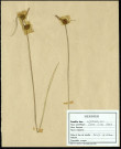 Carex fulva Good, Laîche fauve ou Laîche blonde, famille des Cyperacées, plante prélevée à Grandvilliers (Oise, France), zone de récolte non précisée, en juin 1969