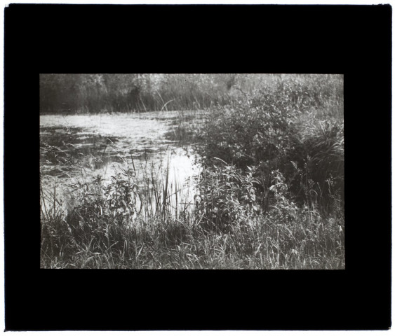Marais de Glisy - juin 1906