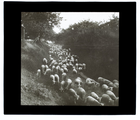 Moutons à Villers-Bocage