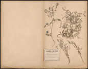 Fumaria Officimalis (Fumeterre), plante prélevée à Athies (Somme, France), dans les rues et les haies, 12 juin 1888