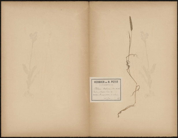Phloeum Boehmeri - Phalaris phleoides, plante prélevée à Hermes (Oise, France), sur le coteau du calvaire , 6 juin 1889