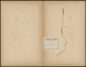 Phloeum Boehmeri - Phalaris phleoides, plante prélevée à Hermes (Oise, France), sur le coteau du calvaire , 6 juin 1889