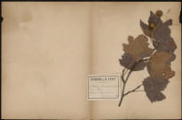 Platanus Vulgaris - Platane, plante prélevée à Devise (Somme, France), dans le parc du château, 15 septembre 1888