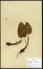 Rumex obtusifolius (Patience à feuilles obtuses), famille des Polygonées, plante prélevée à Cherré (Sarthe, France), zone de récolte non précisée, en avril 1969