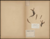 Ceterach officinarum - Asplenium Ceterach (Legit C. Copineau), plante prélevée aux Vans (Ardèche, France), sur un vieux mur, Herbiers P. Guérin et H. Petit, 12 juin 1889