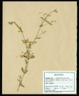 Stellaria Uliginosa Murr, famille des Caryophyllacées, plante prélevée à Sorrus (Pas-de-Calais), dans la lande à ulex, en juin 1969