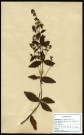 Lysimachia Vulgasis, famille des Primulacées, plante prélevée à Boves (Somme, France), à l'étang Saint-Ladre, en juillet 1969