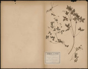 Geranium Robertianum (L. Sp.), plante prélevée à la gare de Pont-les-Brie, 31 juin 1888