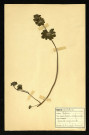 Lamium amplexicaule (Lamier amplexicaule), famille des Labiées, plante prélevée à Dromesnil, 7 mai 1938