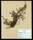 Thymus Serpyllum, famille des Labiées, plante prélevée à La Chaussée-Tirancourt (Somme, France), au Camp César, en mai 1969