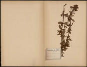 Hypericum Hirsutum (L. Sp.), plante prélevée à Dury (Somme, France), dans le bois, 16 juillet 1889