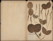 Neottia Ovata, plante prélevée à Athies (Somme, France), dans le bois, 16 juin 1888