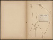 Poa Memoralis, plante prélevée à Ailly-sur-Somme (Somme, France), dans le bois, 6 juillet 1888