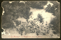 La Panne : la végétation dans les dunes