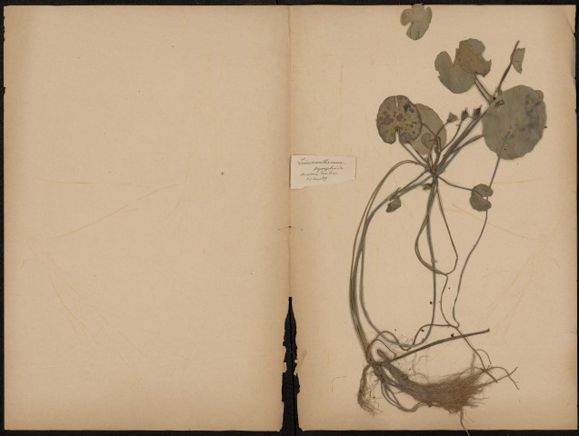 Limnanthème Nymphoïdes, plante prélevée à Amiens (Somme, France), dans une tourbière, 10 août 1889