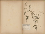 Chaerophyllum temulum, plante prélevée à Saint-Léger-lès-Domart (Somme, France), Herbier P. Guérin, 27 mai 1889