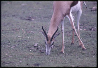 [Antilope]