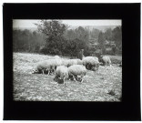 Moutons à Cottenchy