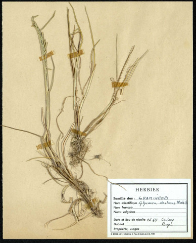 Glyceria Distans Wahlb, famille des Graminées, plante prélevée au Crotoy (Somme, France), près de La Maye, en juin 1969