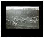 Moutons marais de Glisy - mars 1913